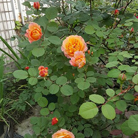 ����ǳ���������㻨��