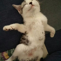 �����ﵷ���ա��ҿ�������һֻ����ס�Ű���˺�ҵ�è