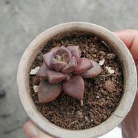 �����ģ�һ��ʺһ�������Ķ��⣬���ǻҳ�̫����