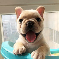 �ҽ�Double��һֻ����С����