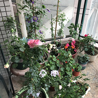 ɳʯҼ̨졾2018̨