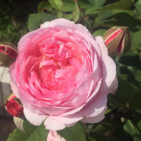 �������£�ɹɹ�����Ļ���