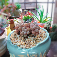 ɹ�⡣����