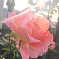 �������İ��þ������������ˣ��������ֵ�