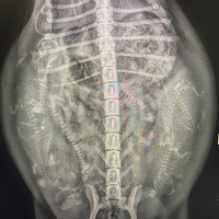 ���������м�ֻС�»�