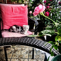 ����è����̨����ůů�ĵء�