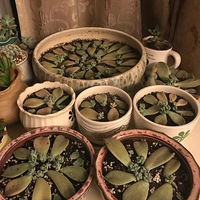 û����̨ҲҪ����ֲ��