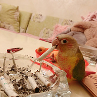 ������磬��׽һֻ���̵�����..