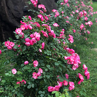 �ϰ�������·�ߵĻ��������ϣ�