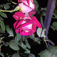 �ؼҶ������顫����������èè����è�����ˣ��ܵ���Σ�յĵط�