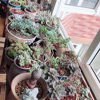 �������ͬѧ�ǲ��Ƕ�ϲ����������ͳ����