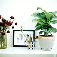 �ײ⣬��������������ֲ�Ƽ�