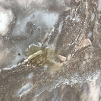 �Ҽ�è��������һ�Σ�ҽԺ�鲻���������ý��ǣ�