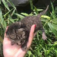 ����è���軹�������