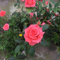 ͷ����԰һ��