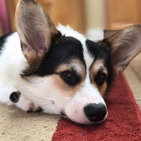 ����һֻ���»�����ʺ�ٶ�������ˣ�