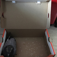 �Ҽ�è�ǲ���֪���һ����ˣ���������ÿ���һֻ����ӻ�����