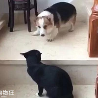 �»�ˣ����ֹ��è��¥�ݣ����è�����󹷱�������