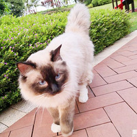 ����ë��ֽ���������°� ˳�����˸�è?