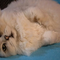 ɹһ���Ҽ�è����