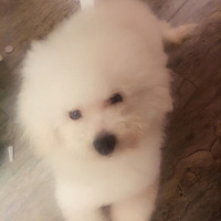 �ҸϽ���Ҫ�����