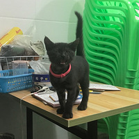 ǧ����Сç��