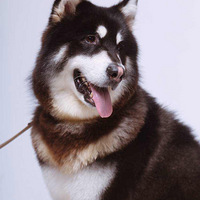 �����ﵷ���ա�����˹�ӵ�˺���ռ�