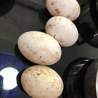 ������Ѽ���̡̳����ȿ�θ�ˡ�