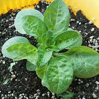 �����ﵷ���ա�����һֻ������С����