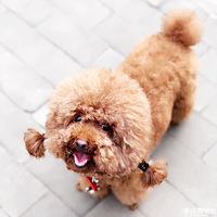 �̲�ס��һ���Ҽ���ֵ���ߵ�̩�����ã�