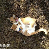 һֻ����һֻ�������Ǻ����మ�ˣ�