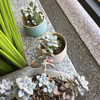 ��������ͣ����塣