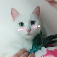 ����������濴��һֻ����Ĵ��è�����ﵨС�����ؼҡ���