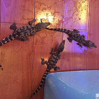 ���˰���Щ����������