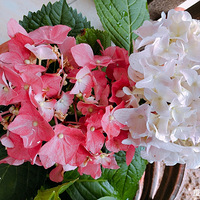 ����õ��