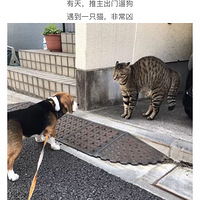 ��֪����ԭ���ö�è����4ֻ�۾���̫������...