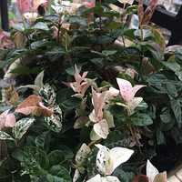 �л�������С����������ĵ�������˶��