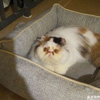 ���쳤������̣�ֻΪ����������з����࣬������