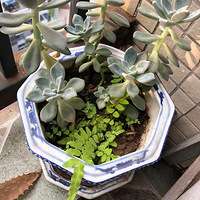 ����Ͷ�����