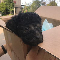 Ƥ�����ɳ���¼