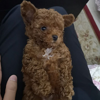 ���ȳ�����������㣬����ǣ��