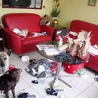 ������һ������������ץ���е�С����ι�����һֻ�����˹���