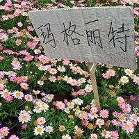 ����ȥ��������������������Ư���Ļ���