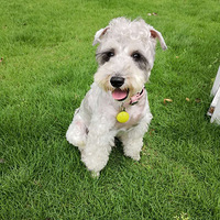 ����ֱ���ĵ�ѩ������