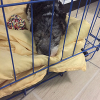 ����ʵ�Ǹ�ë�Ժ���������ѩ����