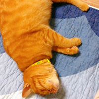 ����һֻ��ľ���ر��ֵ�����