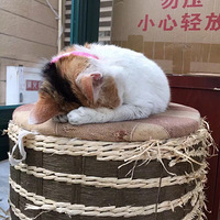 ��N̥��С����