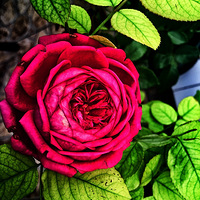 �Ļ�����