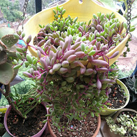 �ҵ����ܻ�԰