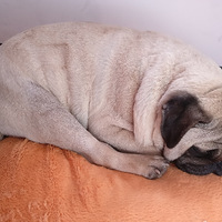 ���ȳ����������һֻ������϶������õ�̰�Թ�